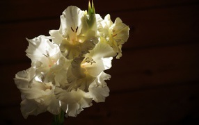 Twig white gladioli in the sun