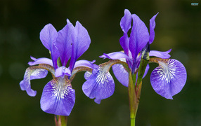 Two beautiful iris