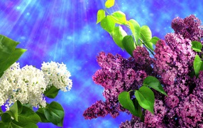 Two kinds of lilacs