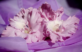 Two pink gladiolus