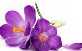 Два фиолетовых цветка