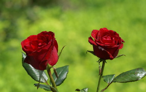 Two red roses on a background of grass on a sunny day