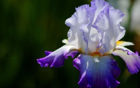 Two tone iris