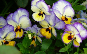 Viola (violet, pansy)