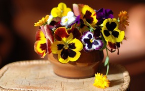 Viola flowers (violet, pansy) home on the table