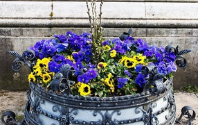 Цветы виола (фиалка,анютины глазки) весной