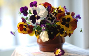 Viola flowers (violets, pansies) in pot