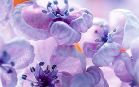 Фиолетовые цветы