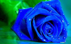 Wet blue rose on a green background