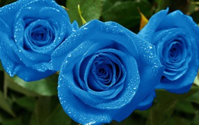 Мокрые синие розы в саду