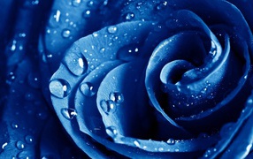 Wet drops blue rose