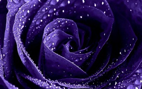 Мокрая фиолетовая роза крупным планом