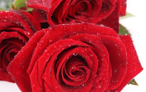 Wet red roses on a white table