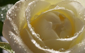 Мокрая белая роза крупным планом