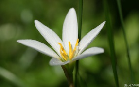 Белая лилия в росе