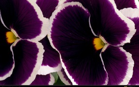 Бело фиолетовые цветы