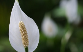 Белый цветок