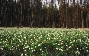 Белое цветение весной
