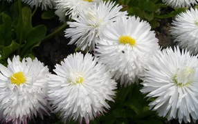White fluffy flowers