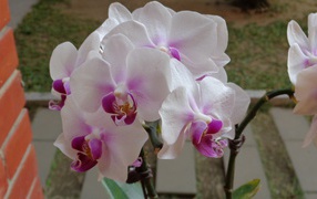 White lilac orchids
