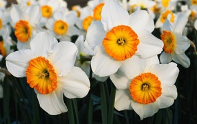 Бело оранжевые цветы