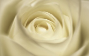Белая роза, сердцевина крупным планом