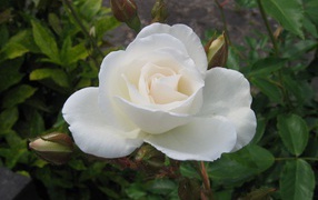White rose and a Bud