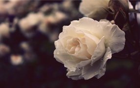 Белая роза вечером в саду