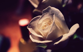Белая роза вечером в комнате