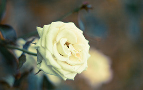 Белая роза в саду на закате