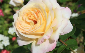Белая роза на фоне разноцветных цветов