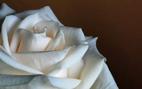 Белая роза на коричневом фоне крупным планом