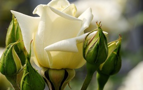 Белые розы цветут в саду