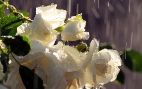 Белые розы под дождём