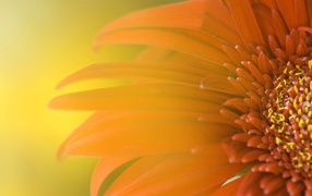 Обои с подсолнухом 