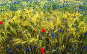 Полевые цветы на Украине