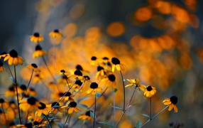 Увядшие в поле цветы