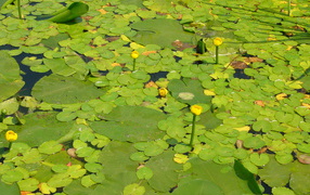 Желтая кубышка на воде