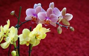 Желтые и синие орхидеи