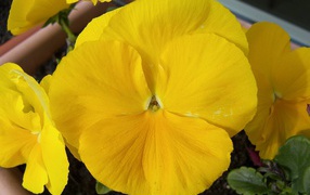 Желтый красивый цветок анютины глазки в горшке