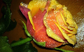 Прекрасная желтая роза