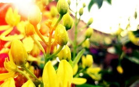 Yellow buds with water drops