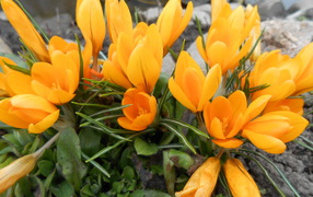 Цветы желтые крокусы на поляне