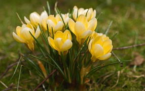 Желтые крокусы на поляне