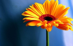 Оранжевая ромашка