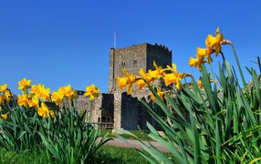 Желтые цветы у крепости