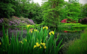 Желтые цветы на берегу озера