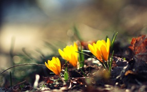 Жёлтые фонари