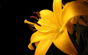 Желтая лилия 
