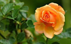 Yellow orange roses